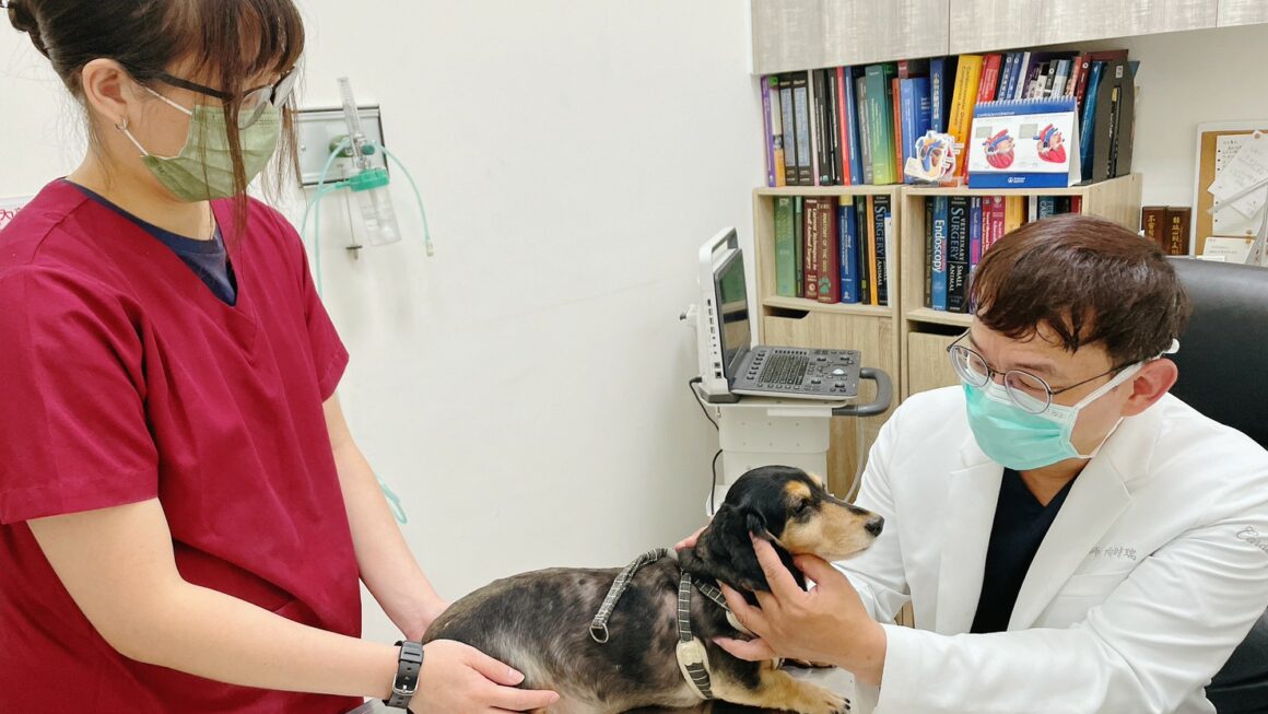 台南動物醫院推薦，更了解毛孩的身體狀況與照護方式｜向芯動物醫院｜動物心臟健檢與外科專業